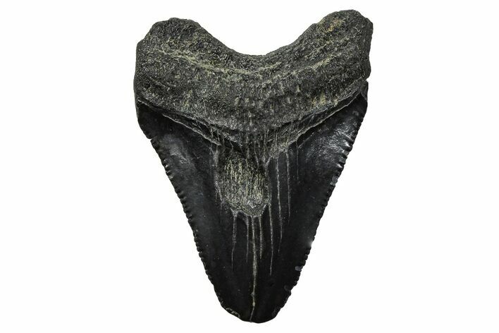 Serrated, Juvenile Megalodon Tooth - South Carolina #375913
